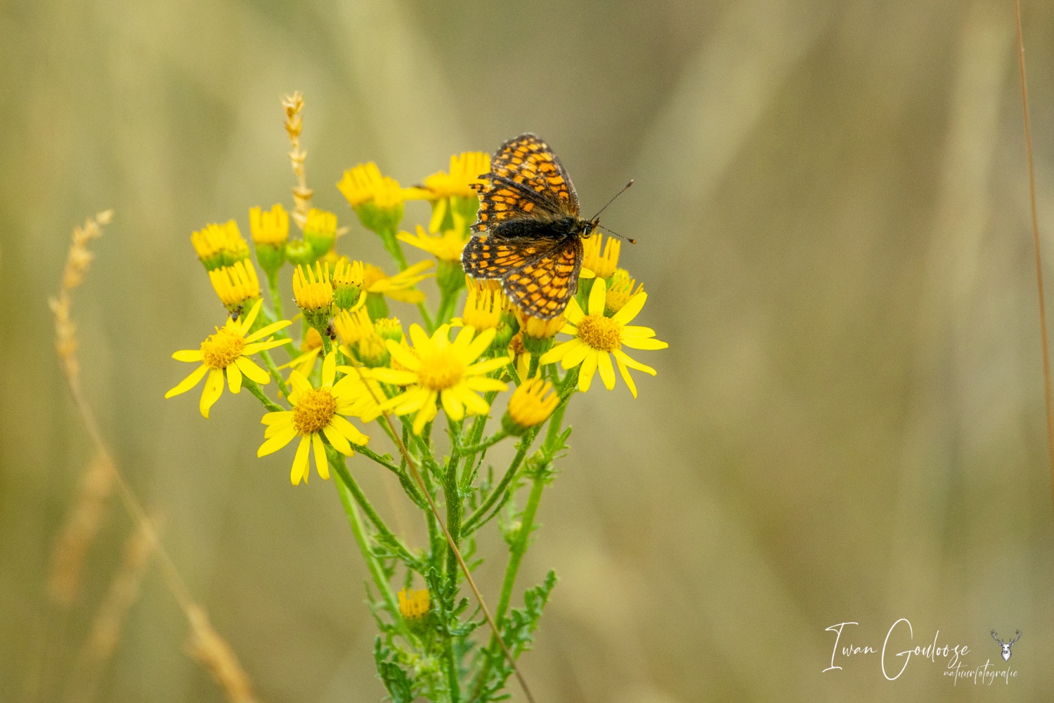 24 juni 2023 210442  R2A2674